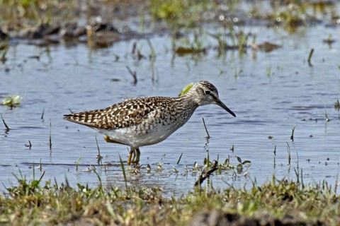 Wood Sandpiper standing in water looking right, Lake Neusiedl, Burgenland, Austria