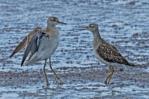 Wood Sandpiper two birds with open beak and open wings standing together at the water's edge during