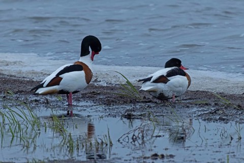 Common Shelduck two birds standing next to each other at the water's edge looking right, Lake