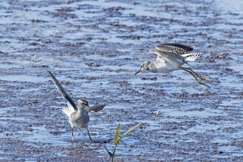 Wood Sandpiper two birds with open wings jumping up to each other in water during courtship, Lake
