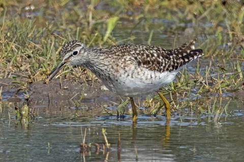 Wood Sandpiper standing at the water's edge looking left, Lake Neusiedl, Burgenland, Austria