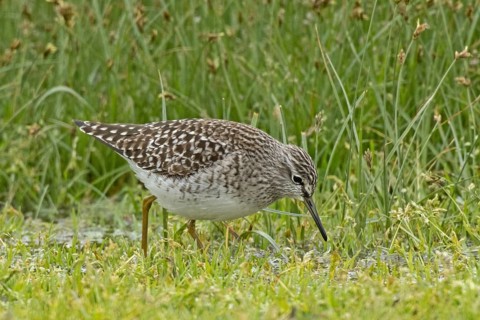 Wood Sandpiper walking in wetland looking down to the right, Lake Neusiedl, Burgenland, Austria