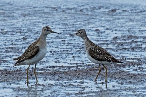 Wood Sandpiper two birds with open beaks standing together at the water's edge during courtship,