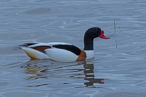Common Shelduck swimming in water looking right, Lake Neusiedl, Burgenland, Austria