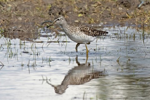 Wood Sandpiper with mirror image walking along the water's edge looking left, Lake Neusiedl,
