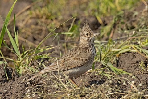 Skylark standing on ground looking right, Lake Neusiedl, Burgenland, Austria