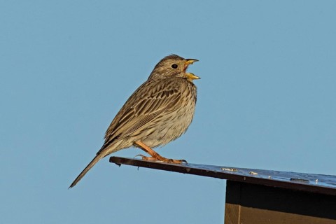 Corn bunting with open beak singing sitting on roof looking right in front of blue sky, Lake