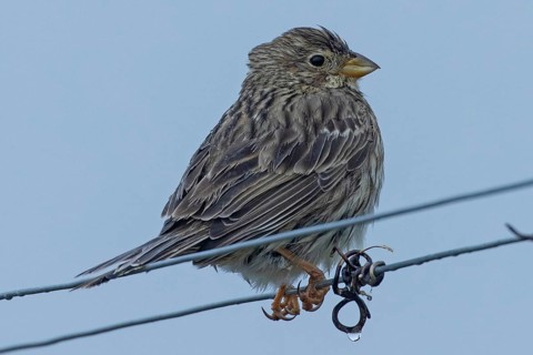 Corn bunting sitting on wire looking right in front of blue sky, Lake Neusiedl, Burgenland, Austria