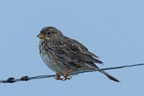 Corn bunting sitting on wire looking left in front of blue sky, Lake Neusiedl, Burgenland, Austria