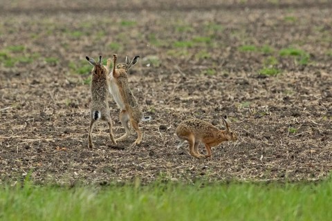 Brown hare three animals in a field during courtship standing next to each other looking up to each