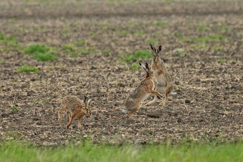 Brown hare three animals in a field during courtship standing next to each other looking up to each