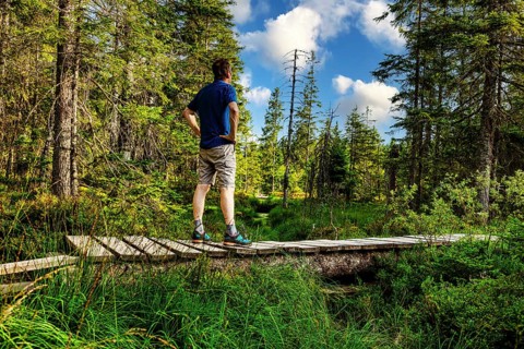 Hiker on the boardwalk in the HirschbÃ¤der Hochmoor, Zweiseenblickmoor, Menzenschwand, Black