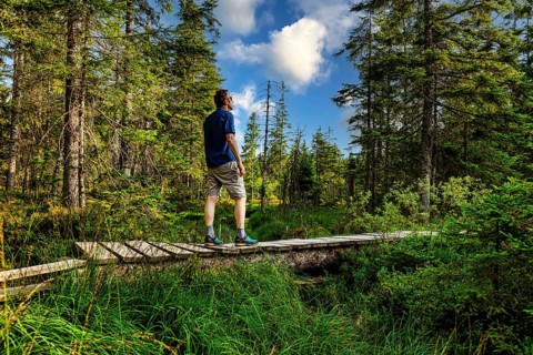Hiker on the boardwalk in the HirschbÃ¤der Hochmoor, Zweiseenblickmoor, Menzenschwand, Black