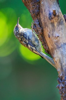 A Brown Creeper (Certhia americana) clings to the trunk of a dead tree, British Columbia, Canada
