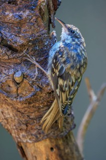 A Brown Creeper (Certhia americana) clings to the bark of a dead tree, British Columbia, Canada