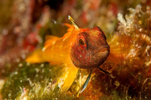 Close-up of Black-faced blenny looking at viewer, Mediterranean Sea, Ibiza, Balearic Islands,