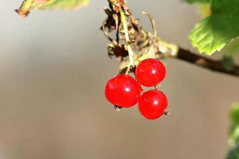 Redcurrant (Ribes rubrum), ripe berries on a bush in a garden, Wilnsdorf, North Rhine-Westphalia,