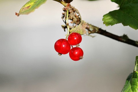 Redcurrant (Ribes rubrum), ripe berries on a bush in a garden, Wilnsdorf, North Rhine-Westphalia,