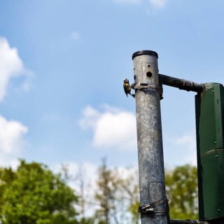 Blue tit (Cyanistes caeruleus) nests, breeds in a traffic light, unusual nest, adaptability,