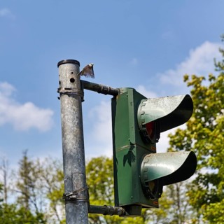 Blue tit (Cyanistes caeruleus) nests, breeds in a traffic light, unusual nest, adaptability,