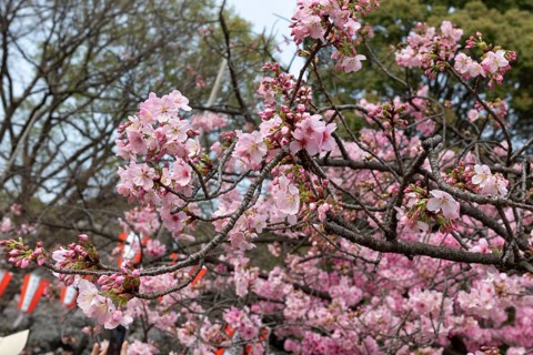 Sightseeing, tourist attraction, branches with first cherry blossoms in spring at the Sakura