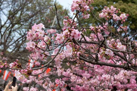 Sightseeing, tourist attraction, branches with first cherry blossoms in spring at the Sakura