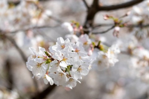 Sightseeing, tourist attraction, branches with first cherry blossoms in spring at the Sakura