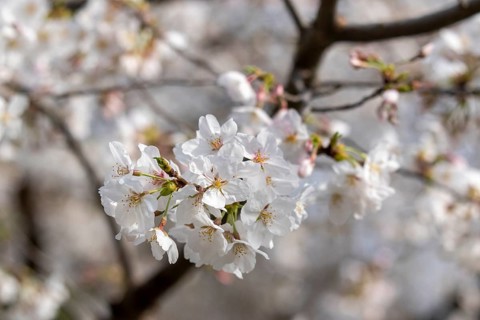 Sightseeing, tourist attraction, branches with first cherry blossoms in spring at the Sakura