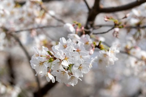 Sightseeing, tourist attraction, branches with first cherry blossoms in spring at the Sakura
