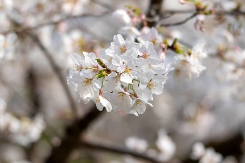 Sightseeing, tourist attraction, branches with first cherry blossoms in spring at the Sakura