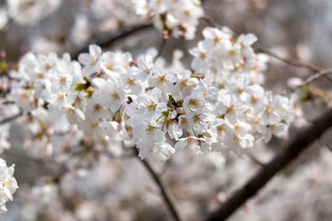 Sightseeing, tourist attraction, branches with first cherry blossoms in spring at the Sakura