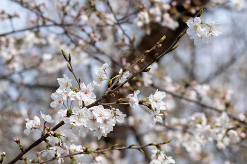 Sightseeing, tourist attraction, branches with first cherry blossoms in spring at the Sakura