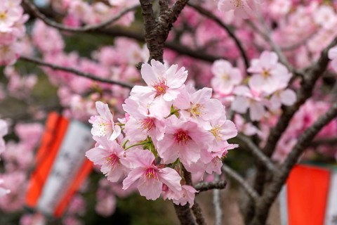 Sightseeing, tourist attraction, branches with first cherry blossoms in spring at the Sakura