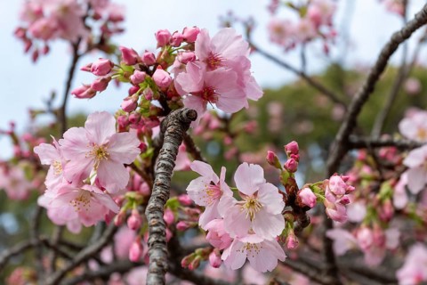 Sightseeing, tourist attraction, branches with first cherry blossoms in spring at the Sakura