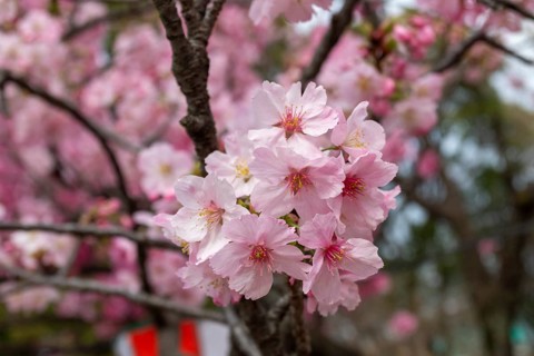 Sightseeing, tourist attraction, branches with first cherry blossoms in spring at the Sakura