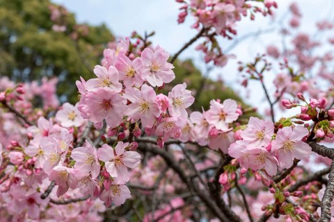 Sightseeing, tourist attraction, branches with first cherry blossoms in spring at the Sakura