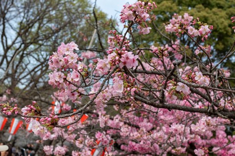 Sightseeing, tourist attraction, branches with first cherry blossoms in spring at the Sakura