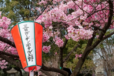 Sightseeing, tourist attraction, lanterns and the first cherry blossoms in spring at the Sakura