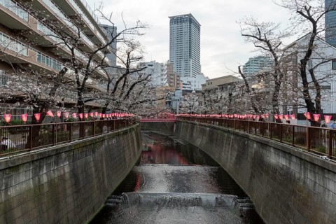 Sightseeing, tourist attraction, glowing lanterns along the riverside path and the first cherry