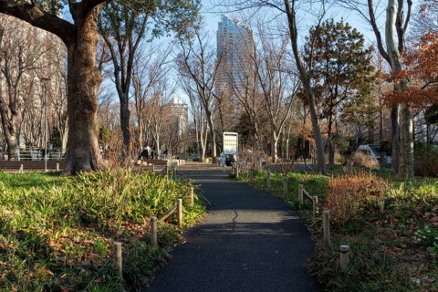 Trees and path through the green area of Shinjuku Central Park, Nishi-Shinjuku neighbourhood,