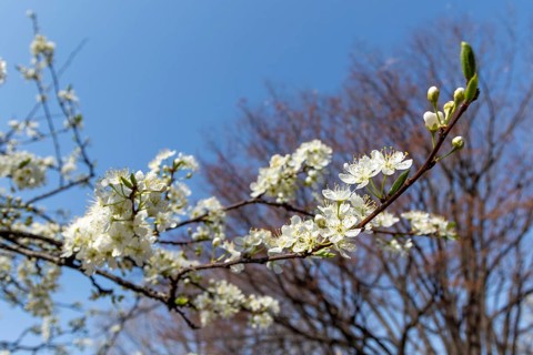 Chinese plum (Prunus salicina), close-up, branches with white flowers in spring, Tokyo, Japan