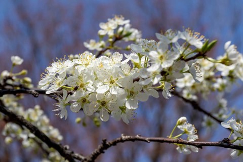 Chinese plum (Prunus salicina), close-up, branches with white flowers in spring, Tokyo, Japan