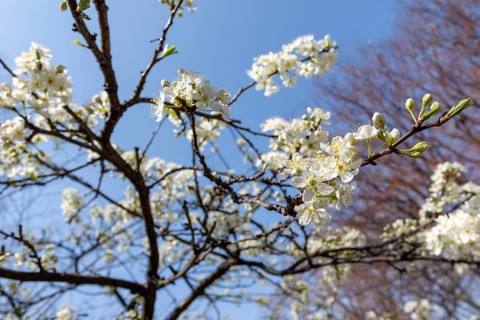 Chinese plum (Prunus salicina), close-up, branches with white flowers in spring, Tokyo, Japan