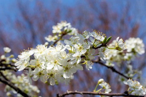 Chinese plum (Prunus salicina), close-up, branches with white flowers in spring, Tokyo, Japan