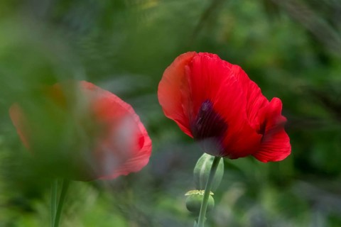 Garden poppy (Papaver), North Rhine-Westphalia, Germany