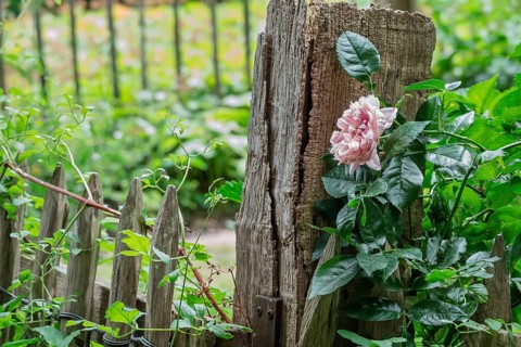 Rosebush on a fence post, North Rhine-Westphalia, Germany