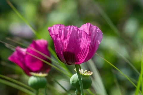 Purple poppy flower (Papaver), MÃ¼nsterland, North Rhine-Westphalia, Germany