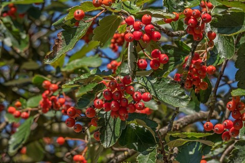 Hawthorn (Crataegus), fruit stand, MÃ¼nsterland, North Rhine-Westphalia, Germany