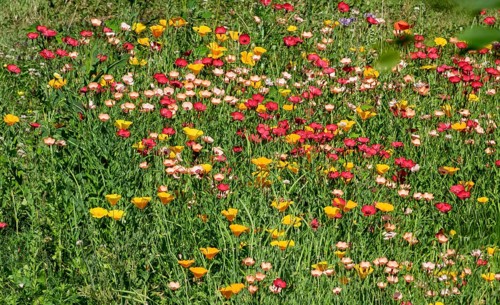 Colourful flower meadow with ornamental and California poppy, MÃ¼nsterland, North Rhine-Westphalia,