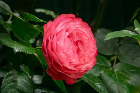 Pink rose, MÃ¼nsterland, North Rhine-Westphalia, Germany